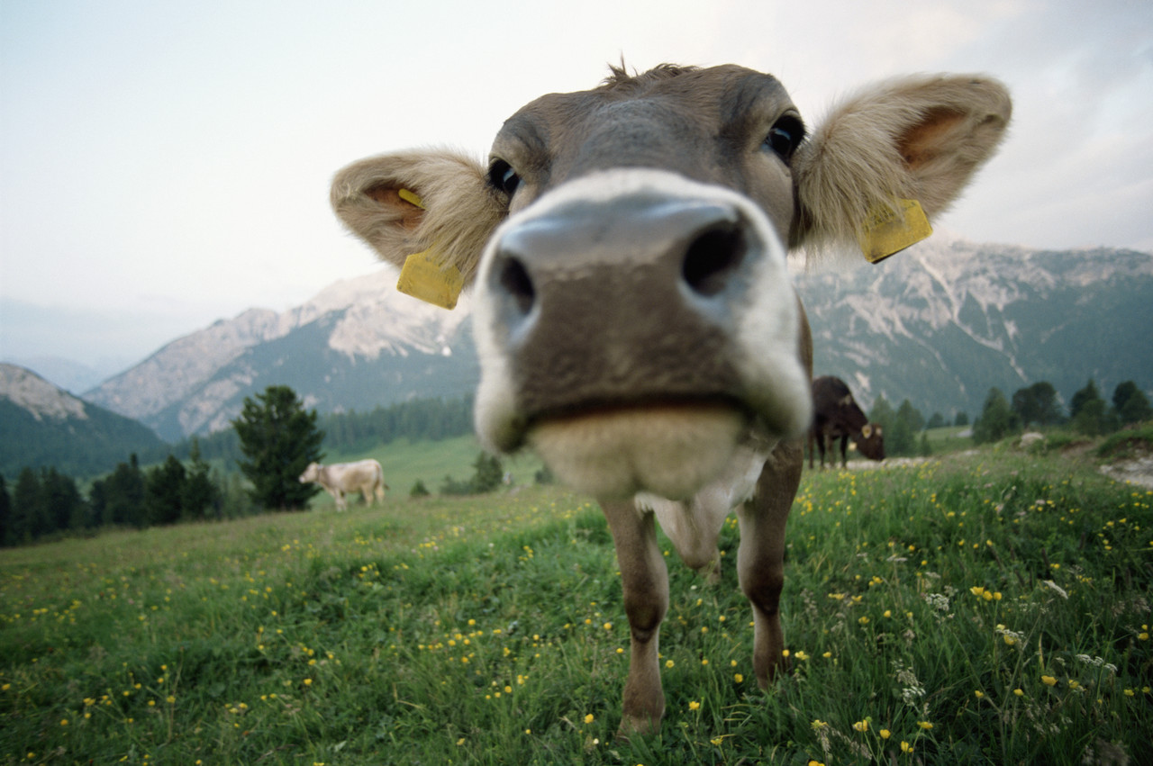 Alpine Cow