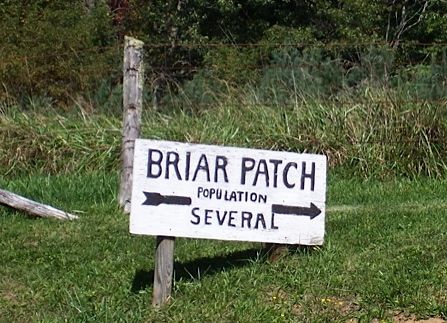 Briar Patch2