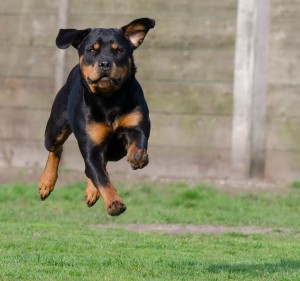 rottweiler-750550_1280